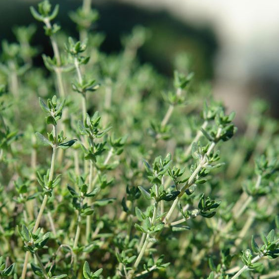 Skin Renewal Without Fillers