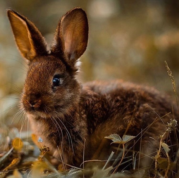 LEAPING BUNNY CERTIFIED