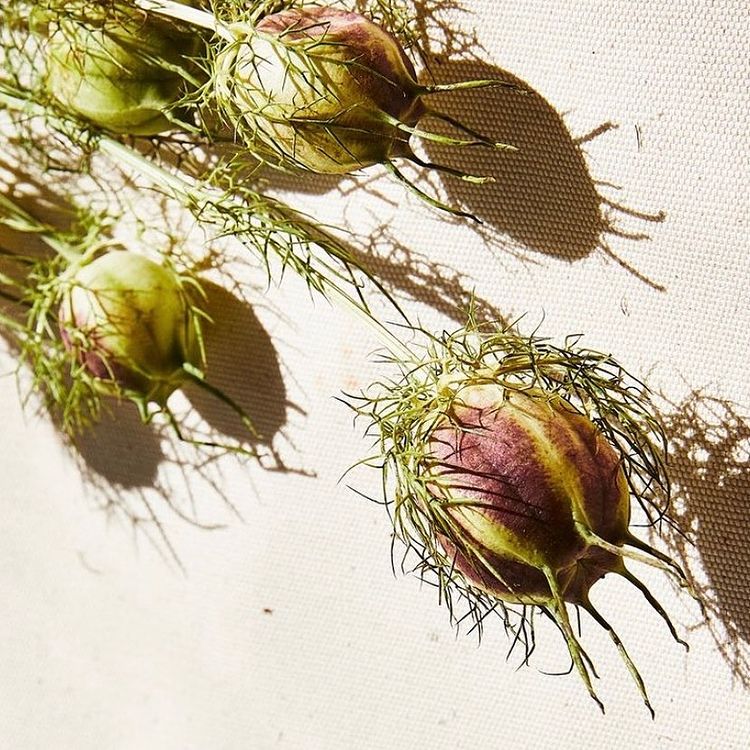 Ingredient IQ: Black Cumin