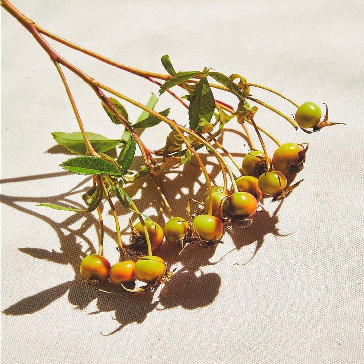 Ingredient IQ: Rose Hip
