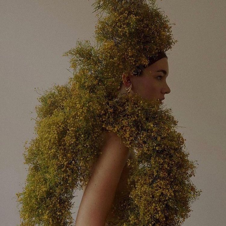 WHOLE PLANT MEDICINE