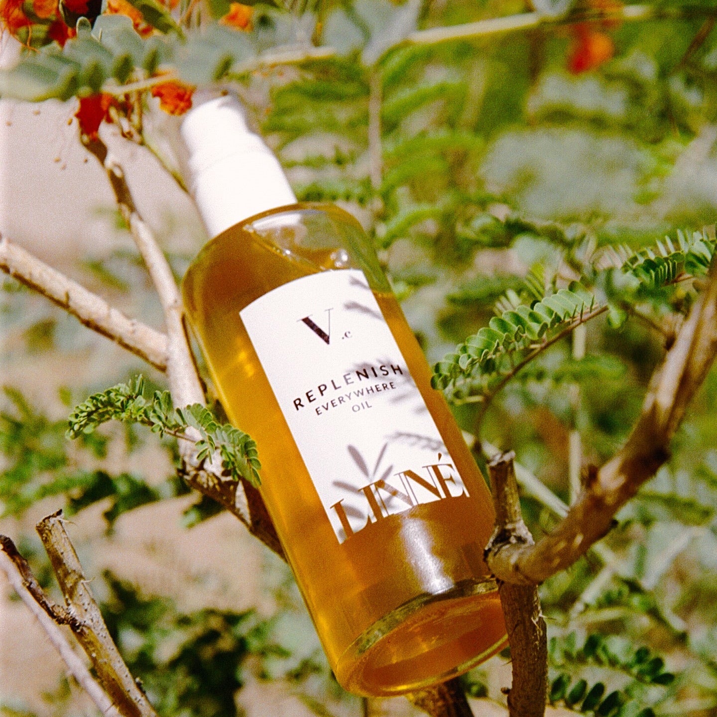 Ingredient IQ: Shiso Seed Oil