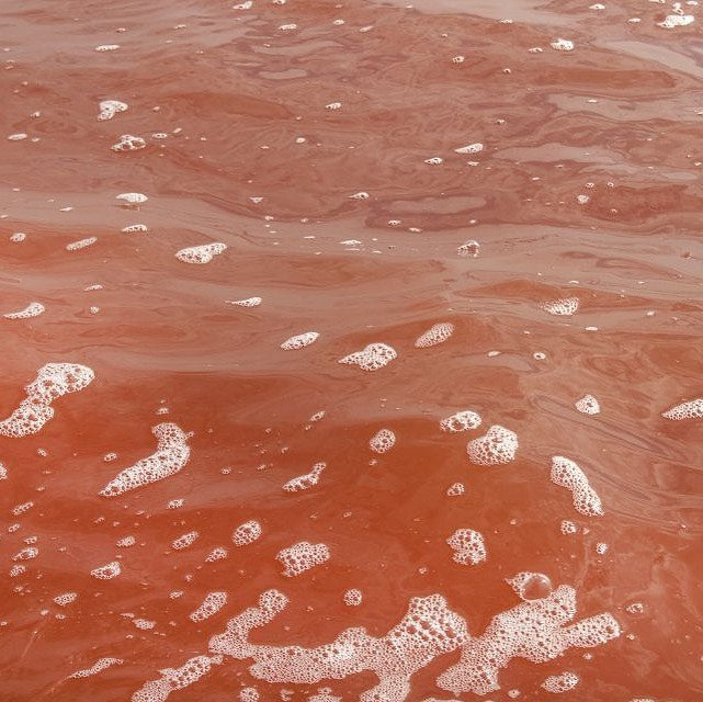 "LAC ROSE" LIP BALM INSPO