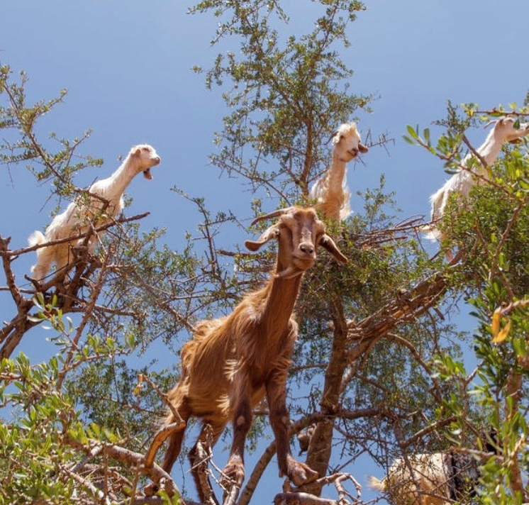 Ingredient IQ: Argan Nut Oil