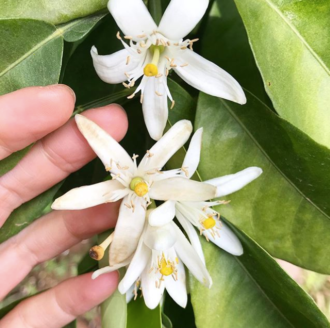 Ingredient IQ: Petitgrain sur fleurs