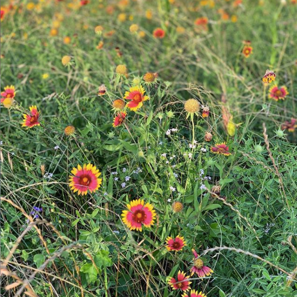 Phytoremediation and Renewal