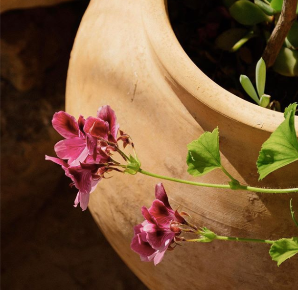 Ingredient IQ: Rose Geranium