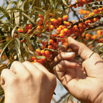 Ingredient IQ: Seabuckthorn