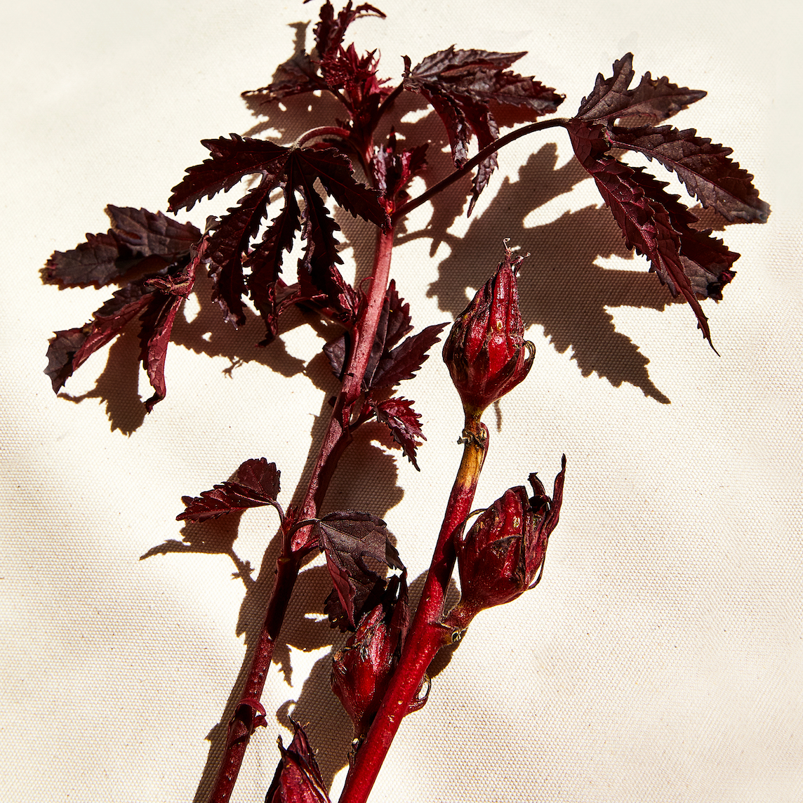 Ingredient IQ: Hibiscus Sabdariffa