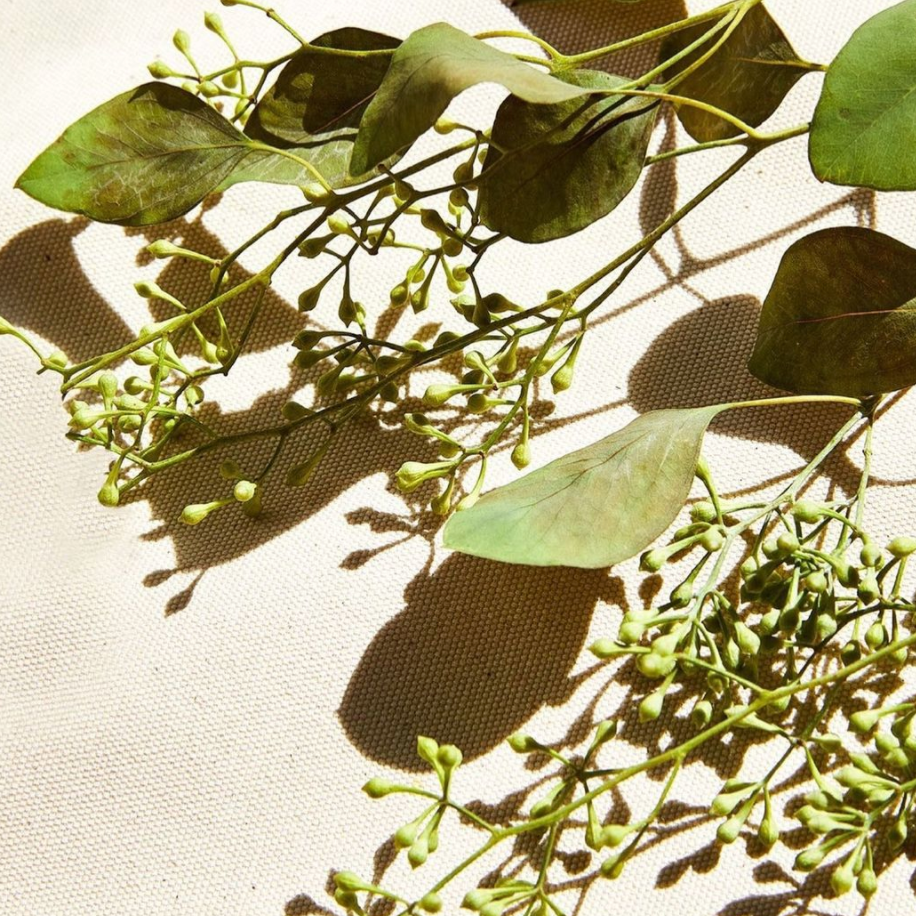 Revitalize Skin and Senses with Eucalyptus