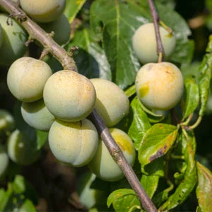 Ingredient IQ: Kakadu Plum