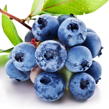 Bilberry Extract