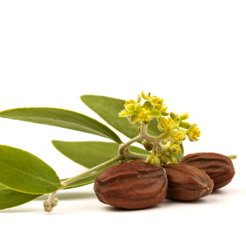 Jojoba Oil