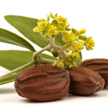 Jojoba Oil