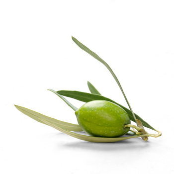 Olive Leaf