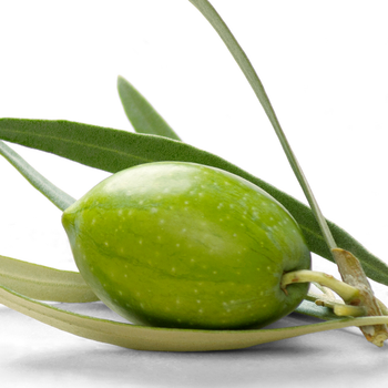 Olive Extract