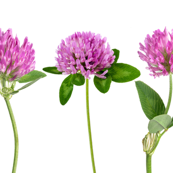 Red Clover