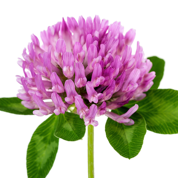 Red Clover