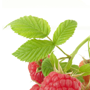 Raspberry Leaf