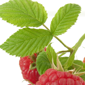 Raspberry Leaf