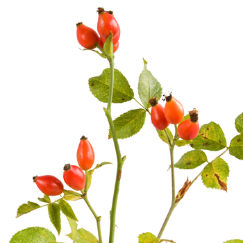  Rose Hip Seed Oil