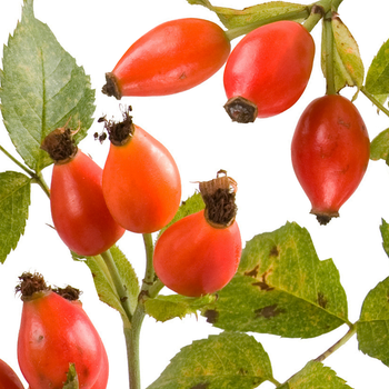  Rose Hip Oil