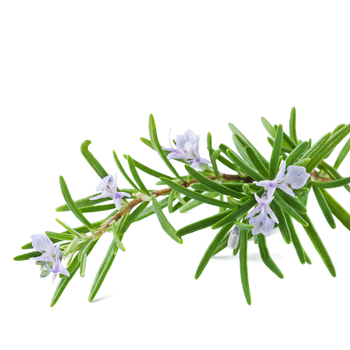 Rosemary Essential Oil