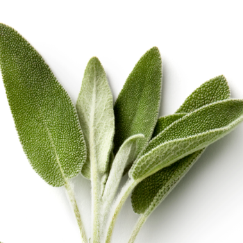 Sage Essential Oil