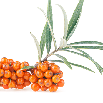 Sea Buckthorn Berry Oil