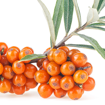 Seabuckthorn Oil