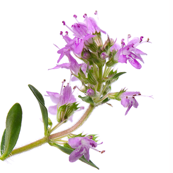 Thyme Flower & Leaf Extract