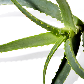 Aloe Vera Leaf Juice