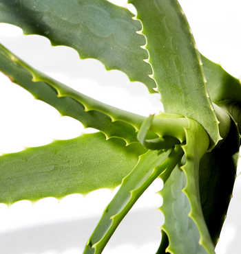 Aloe Vera Juice