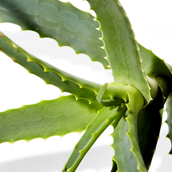 Aloe Vera Juice