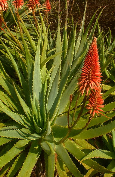 Aloe Vera 