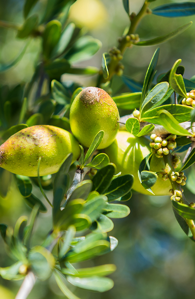 Argan 