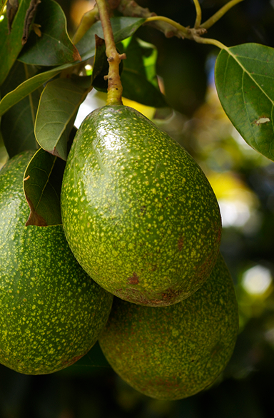 Avocado 