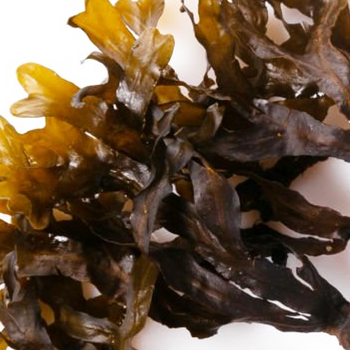 Seaweed