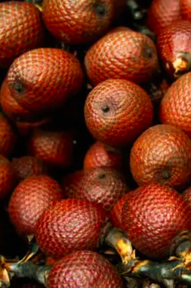 Buriti 