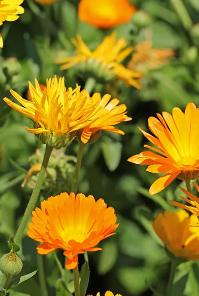 Calendula