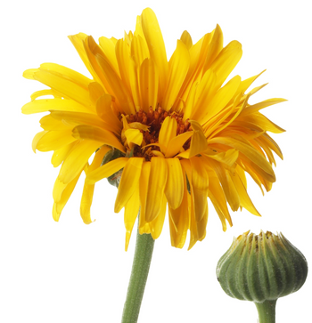 Calendula Essential Oil