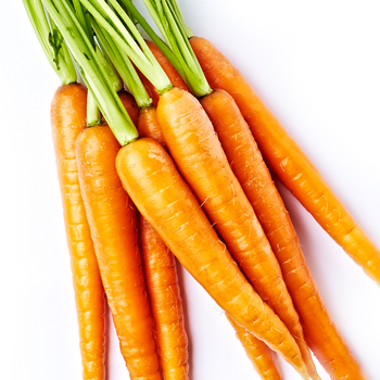 Carrot Root Cell Extract