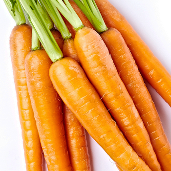 Carrot Extract