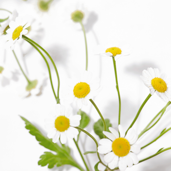 Blue Chamomile Flower Oil