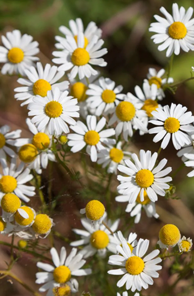 Chamomile Oil