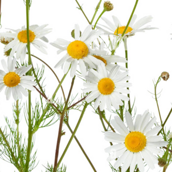 Chamomile OIl