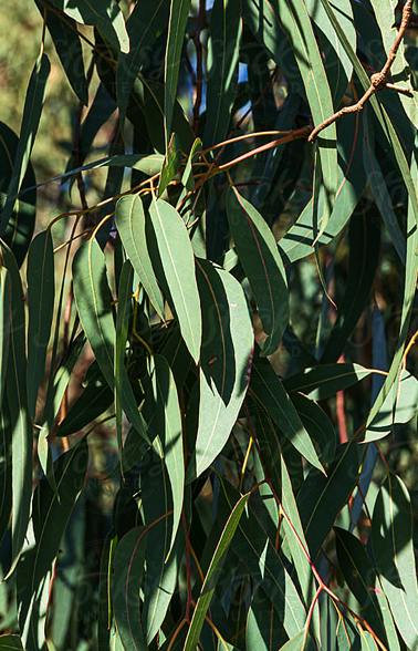 Eucalyptus