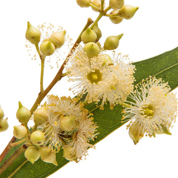 Eucalyptus Oil