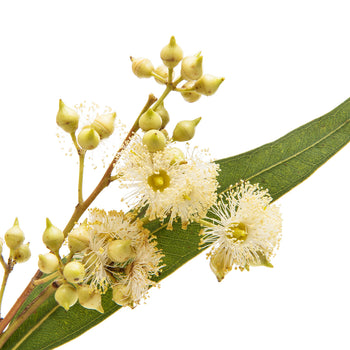 Eucalyptus Leaf Oil