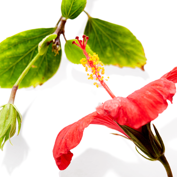 Hibiscus Flower Extract